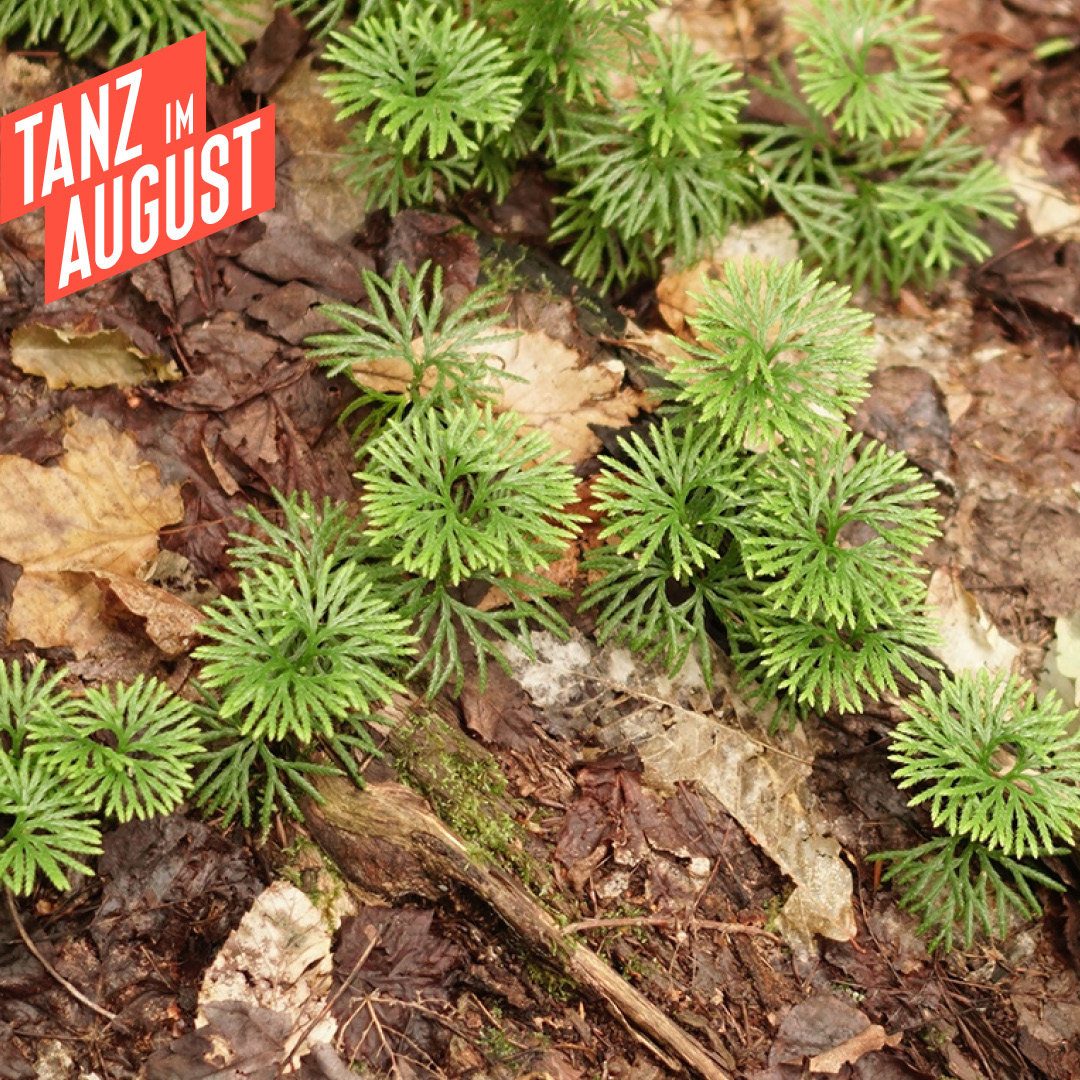 Tanz im August Instagram