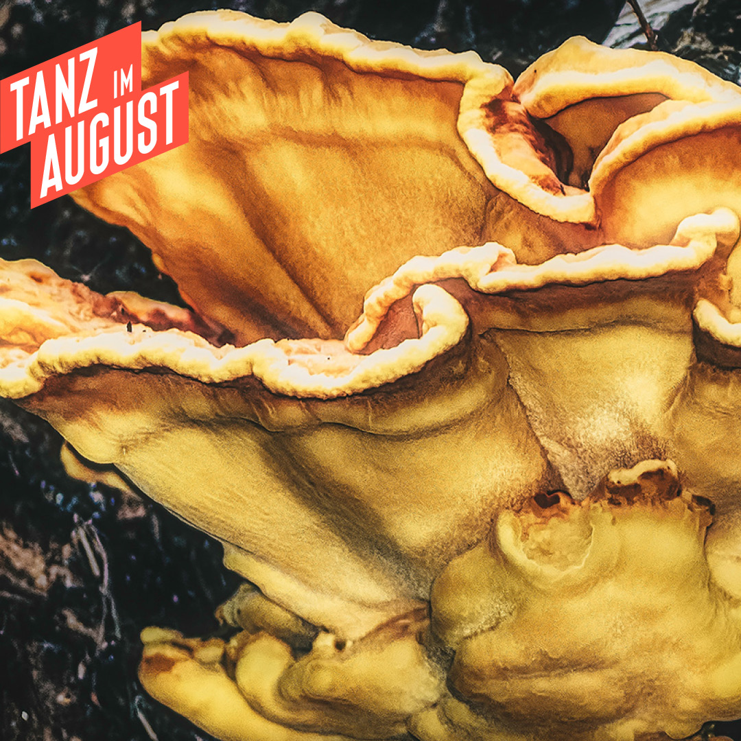 Tanz im August Instagram