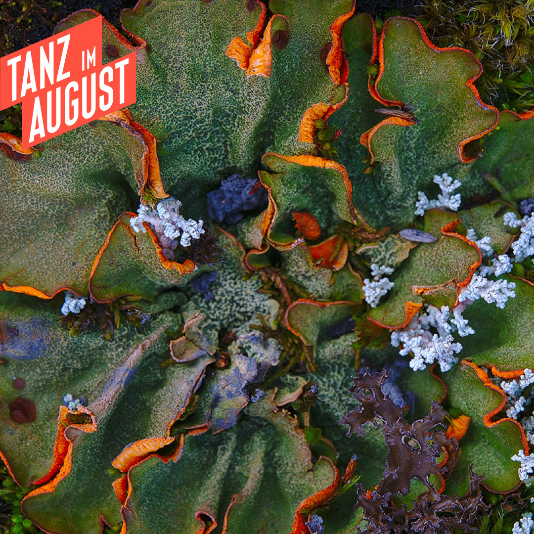 Tanz im August Instagram